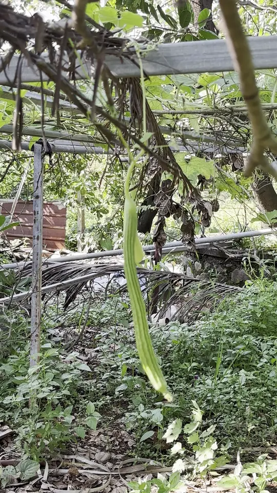 A long green gourd hanging from a trellis in the garden